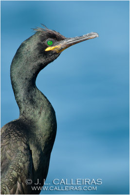 Cormorn Moudo (Phalacrocorax aristotelis) 