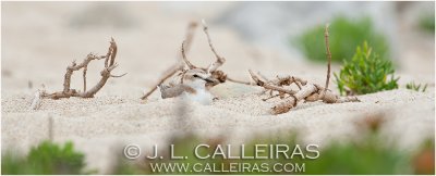 Chorlitejo Patinegro (Charadrius alexandrinus)