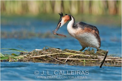 Somormujo Lavanco (Podiceps cristatus) 