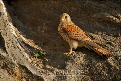 Cerncalo Vulgar (Falco tinnunculus)