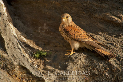 Cernícalo Vulgar (Falco tinnunculus)