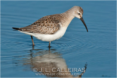 Correlimos Zarapitn (Calidris ferruginea)