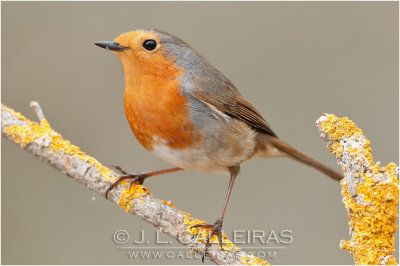 Petirrojo	(Erithacus rubecula)