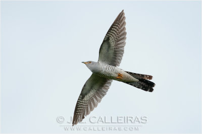 Cuco Comn (Cuculus canorus)