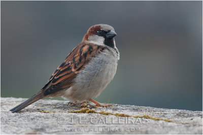 GORRION COMUN (Passer domesticus) 