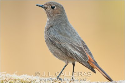 Colirrojo Tizn (Phoenicurus ochruros)