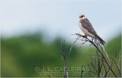 Cerncalo Patirrojo (Falco vespertinus)  ♀