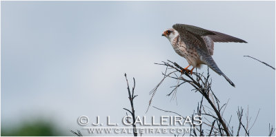 Cerncalo Patirrojo (Falco vespertinus) ♀ 
