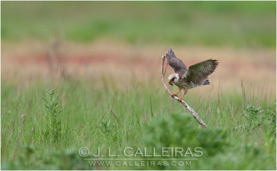 Cerncalo Patirrojo (Falco vespertinus) ♀