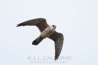 Cerncalo Patirrojo	(Falco vespertinus)