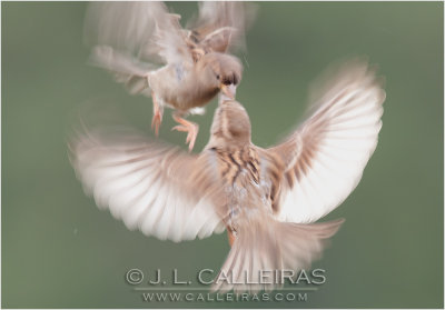 Gorrin Comn (Passer domesticus) ♀