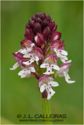 Orchis ustulata