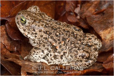 Bufo calamita