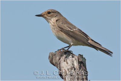 Spotted Flycatcher