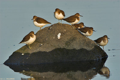 Common Sandpiper