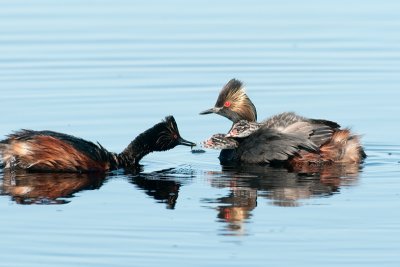 Eared Grebe with Chicks, Goose Lake, Saskatchewan