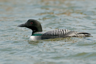 Common Loon