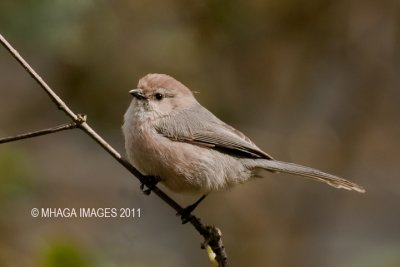 Bush Tit