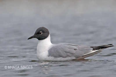 Bonaparte's Gull