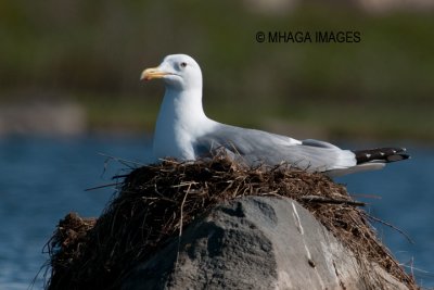 Herring Gull