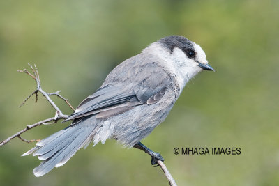 Gray Jay