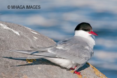 Arctic Tern