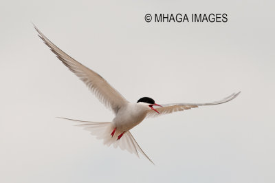 Arctic Tern