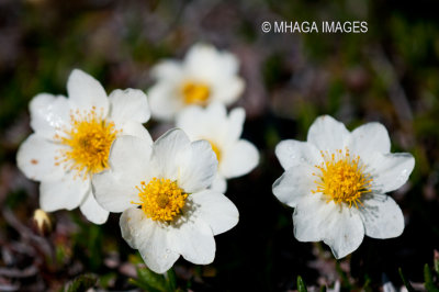 Wildflowers