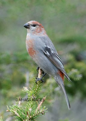 Pine Grosbeak, female