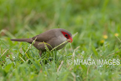 Common Waxbill