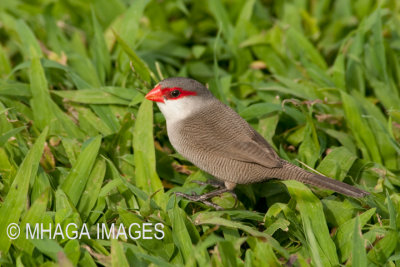 Common Waxbill