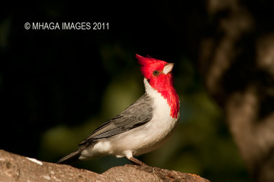 Red-crested Cardinal