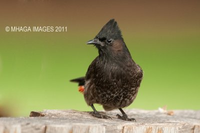 Red-vented Bulbul