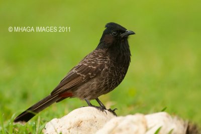 Red-vented Bulbul