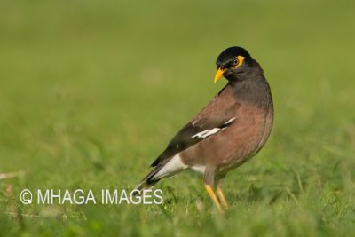 Common Myna