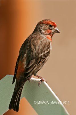 House Finch, another species that is turning up everywhere