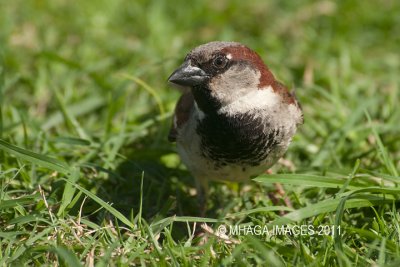 House Sparrow - yes they are everywhere