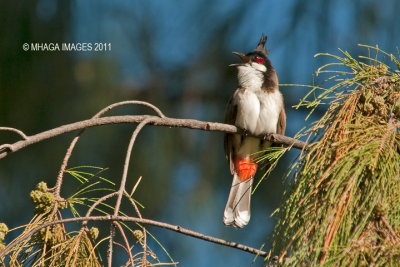 Red-whiskered Bulbul