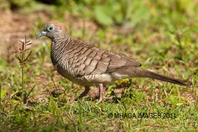 Zebra Dove