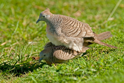 Zebra Dove