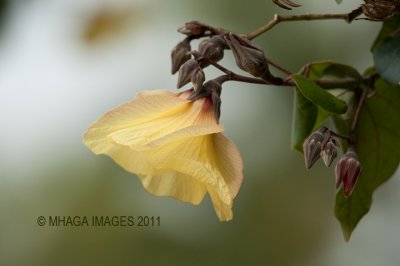 Flowering Tree