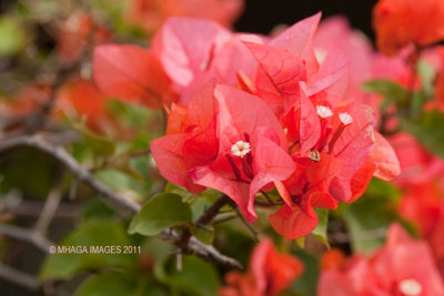 Bougainville