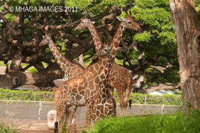 Giraffs