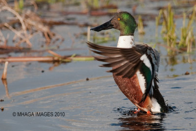 Northern Shoveler