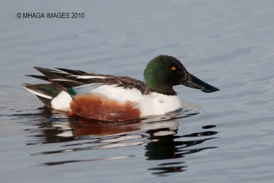 Northern Shoveler