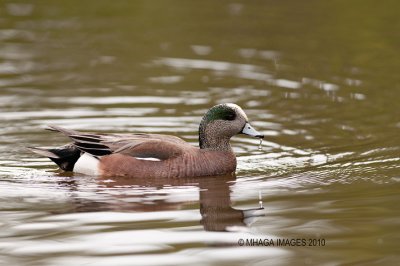 American Wigeon, male