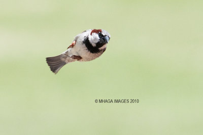 House Sparrow - zooming away