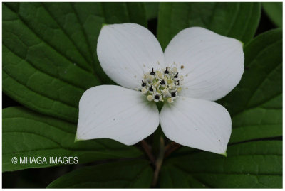 Bunchberry