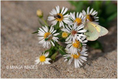 Many-flowered Aster with visitors