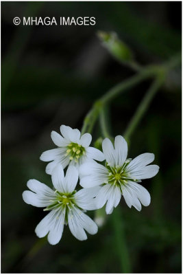 Mouse-eared Chickweed